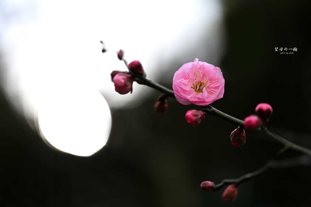 望日の一輪