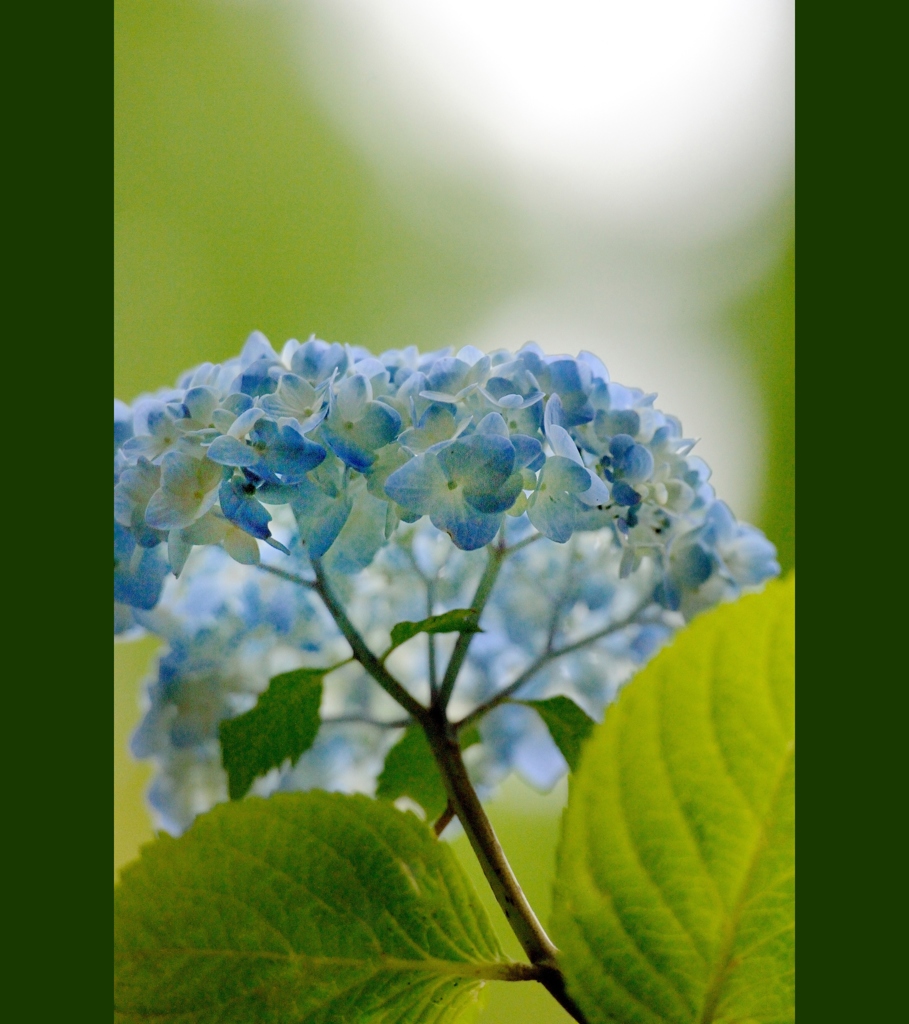 紫陽花のお話し