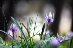 堅香子の森