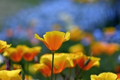 Golden poppies