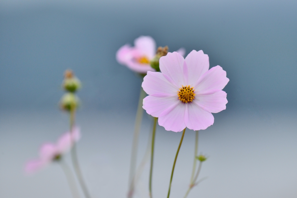 うすべにの秋桜が秋の日の