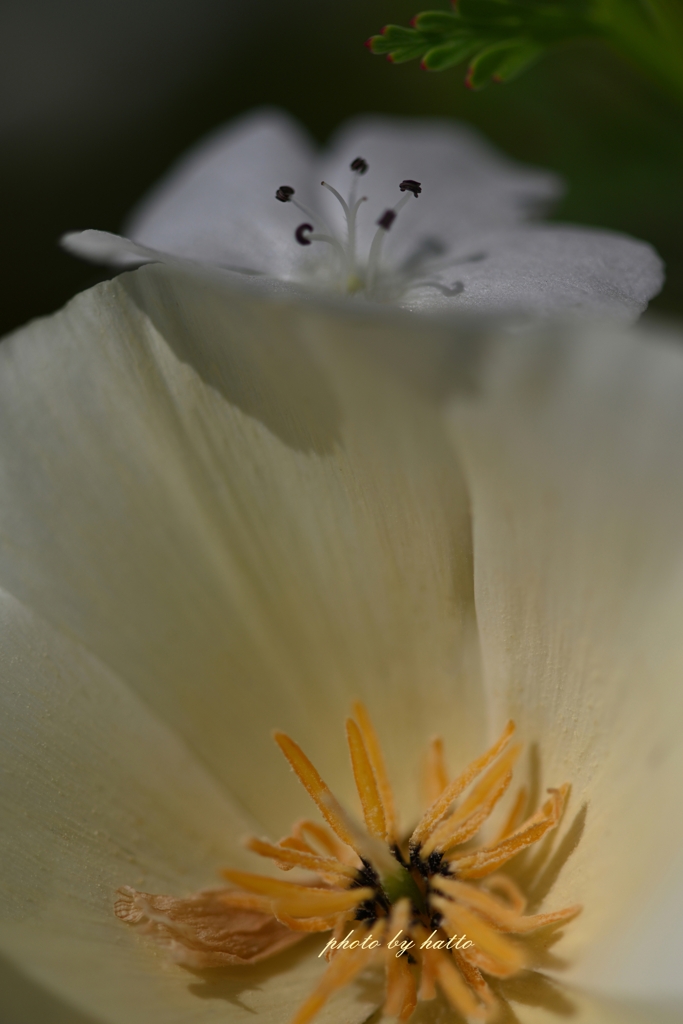 競　花