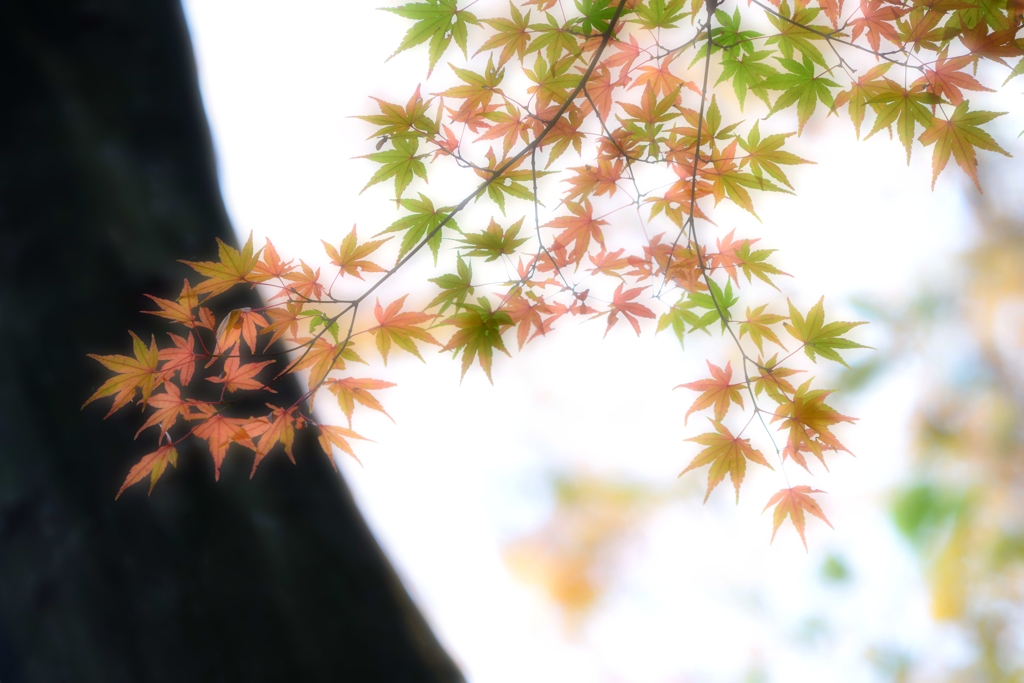もみづ