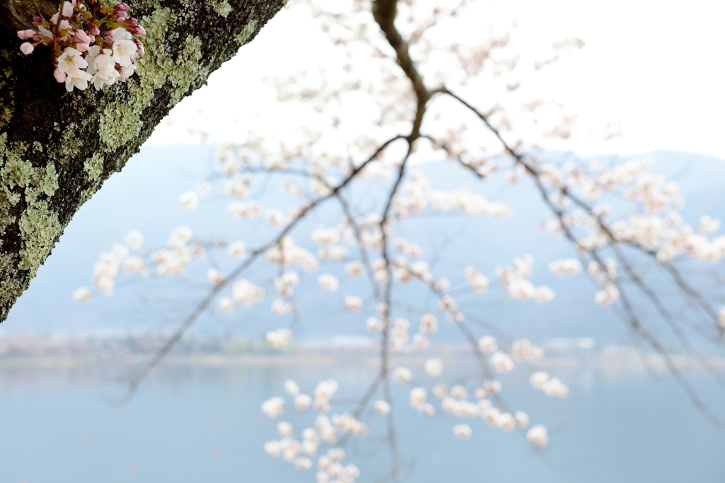 湖畔の春