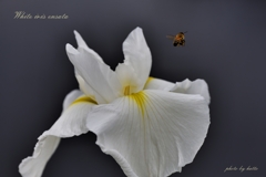 White iris ensata