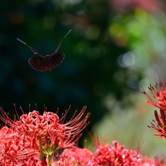 天界の花対天魔