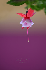 貴婦人のイヤリング