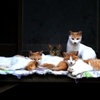 Salon de chat