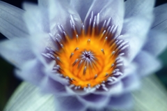 Metallic water lily