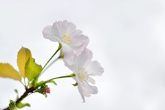 四 季 桜