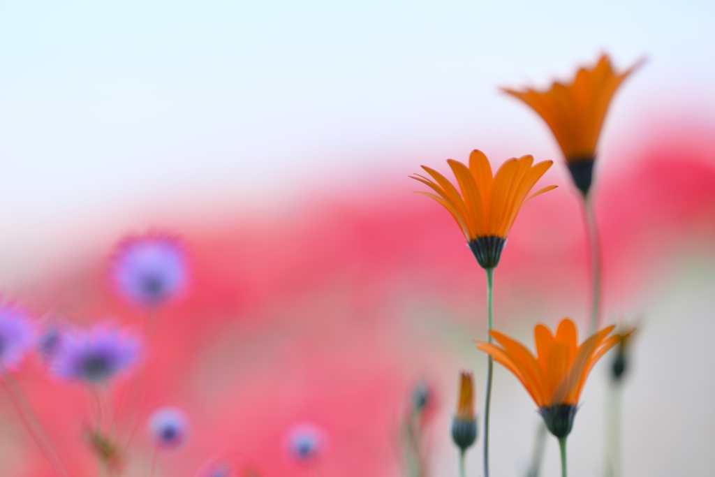 Orange flower garden