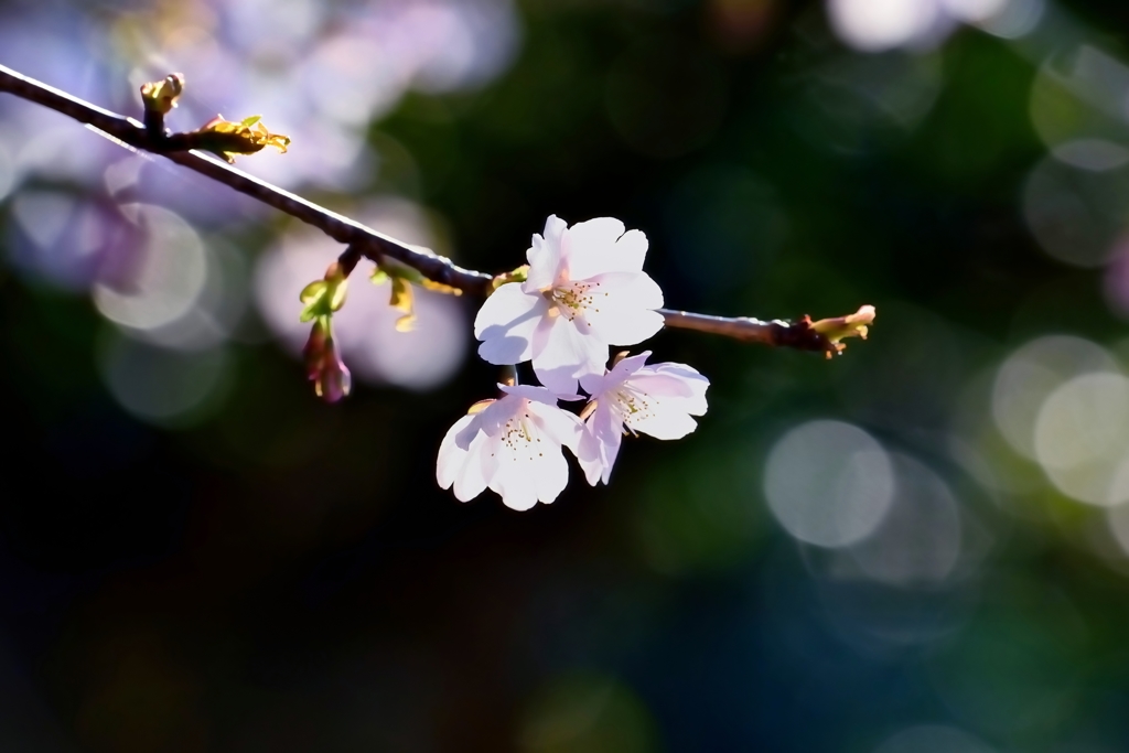 春　桜燦々Ⅲ