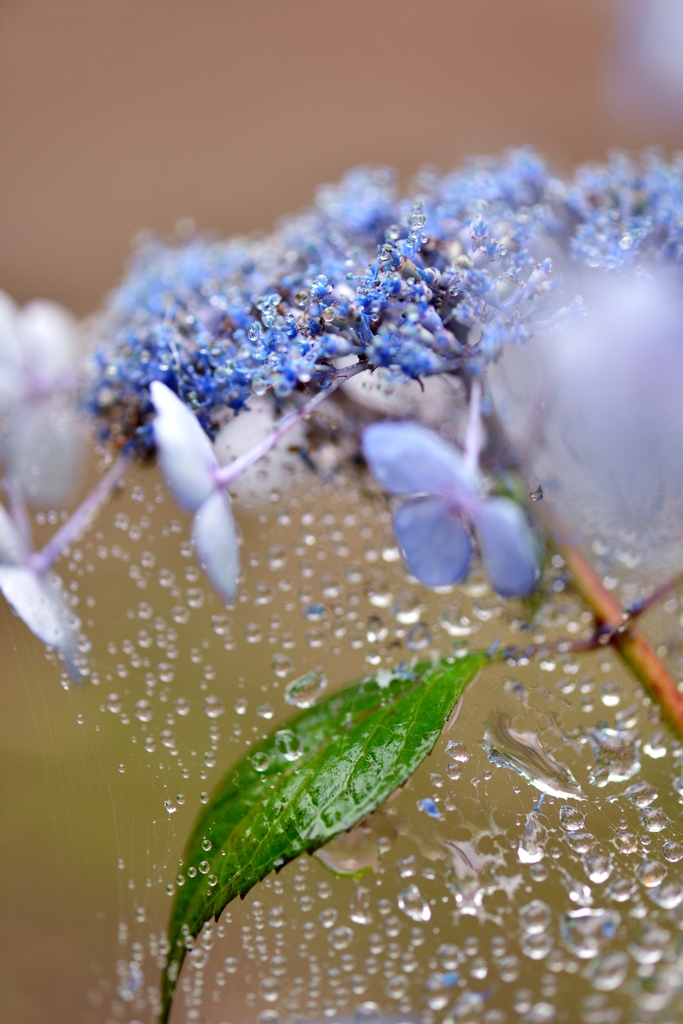 June of veil