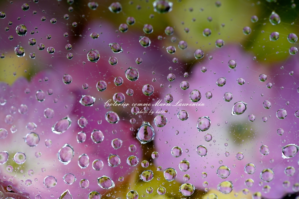 梅雨なのにローランサンの様な