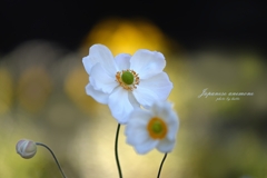 Japanese anemone