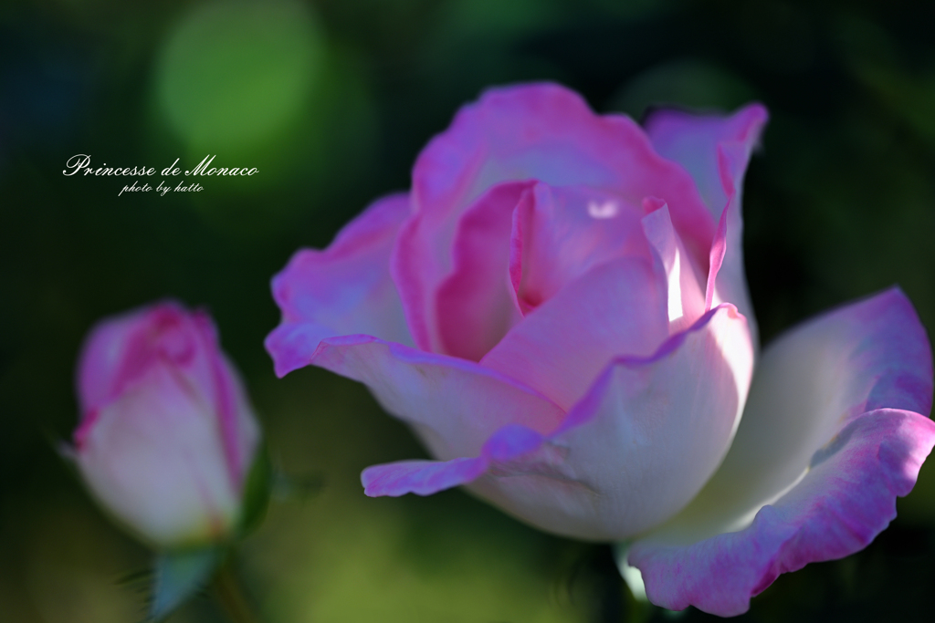 Princesse de Monaco
