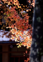 秋雪と椛ひさし