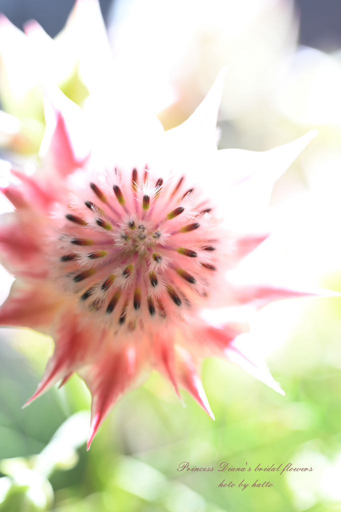 Princess Diana's bridal flowers