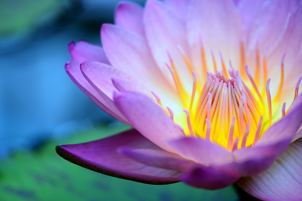 華　麗