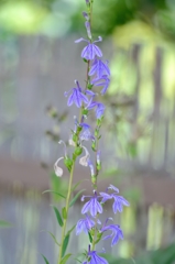高貴な花に隠された悪意