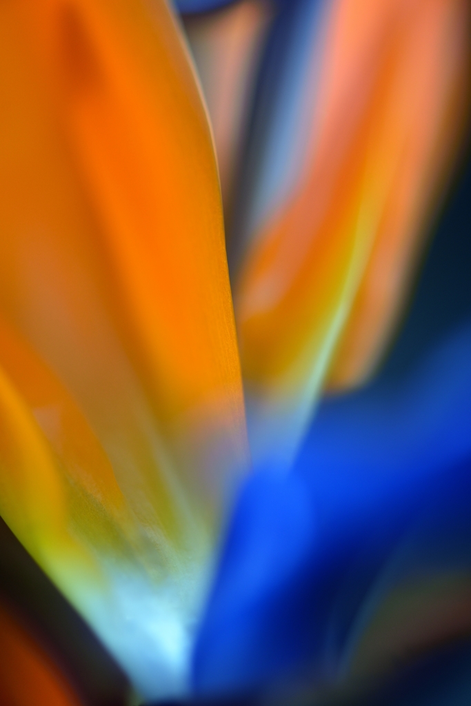 Bird of ParadiseⅠ