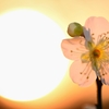 夕透かし梅