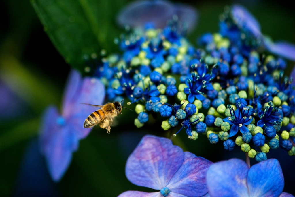 装飾花
