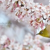 春を覗く