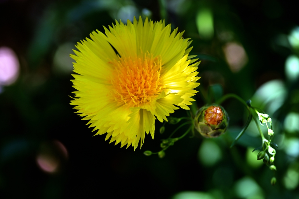 Yellow SultanⅡ