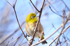 White-eyeⅡ