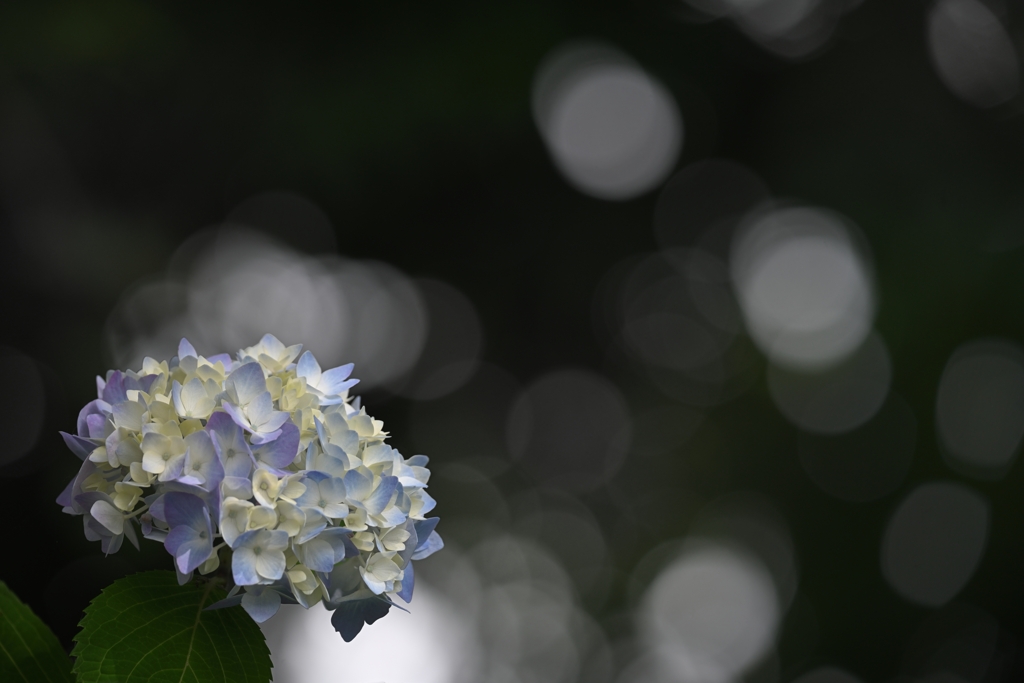 梅雨色水玉模様