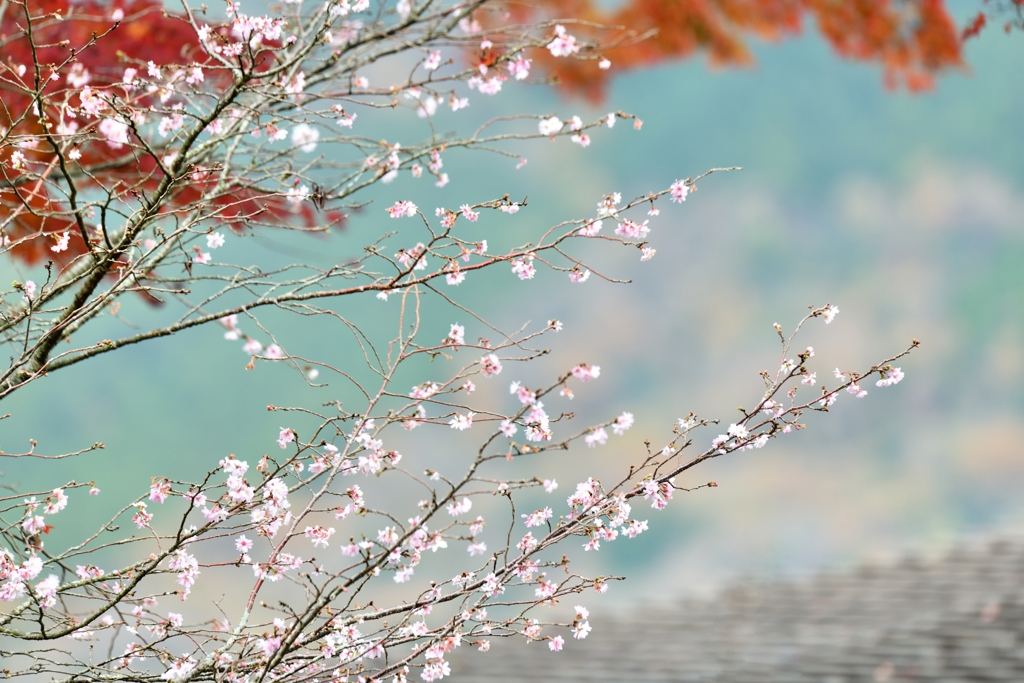 神秘的な心