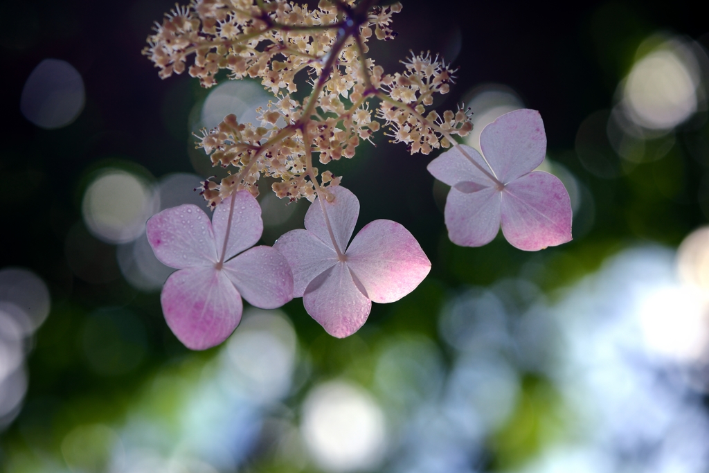 つゆ蔭草