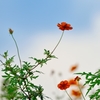 黄花大波斯菊和蓝天