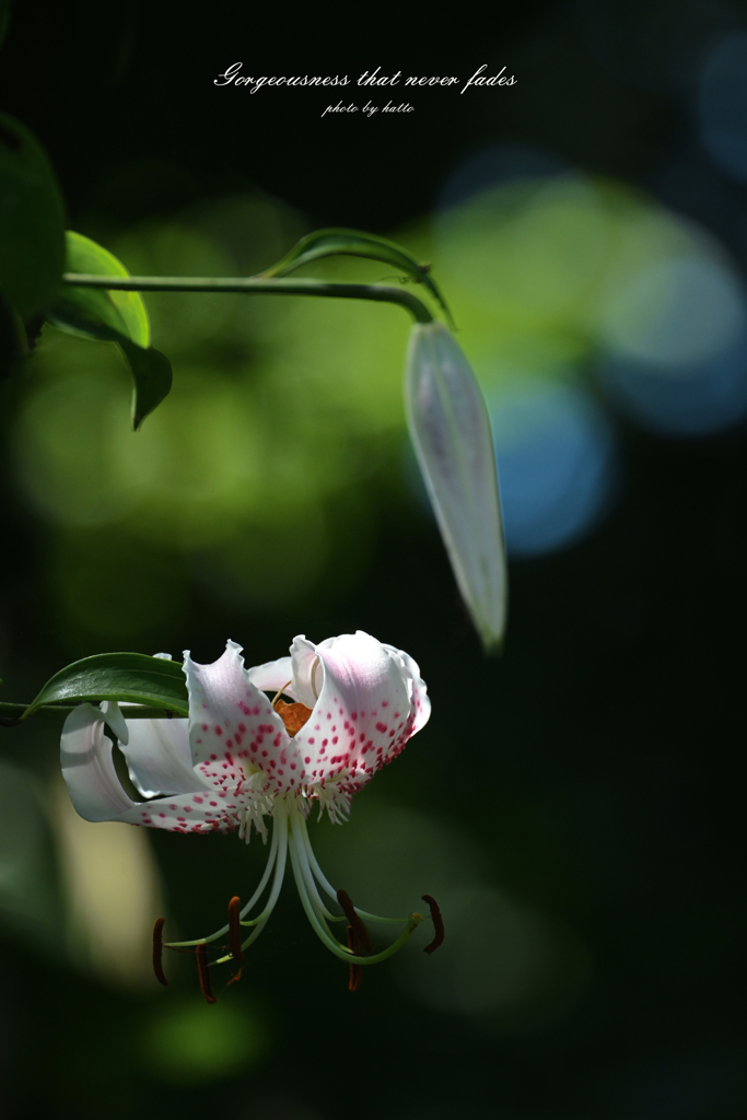 衰えることない華やかさ