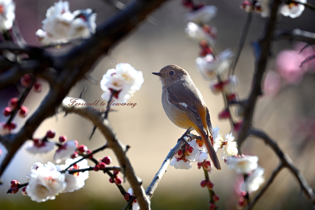 別れの花盛り