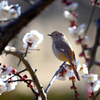 別れの花盛り