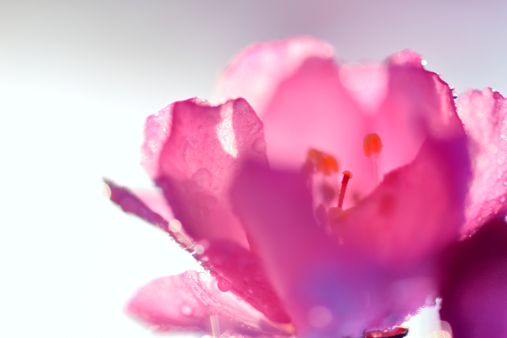 花　杯