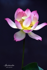 華華しい