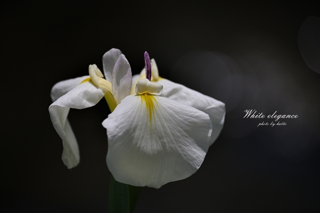 White elegance