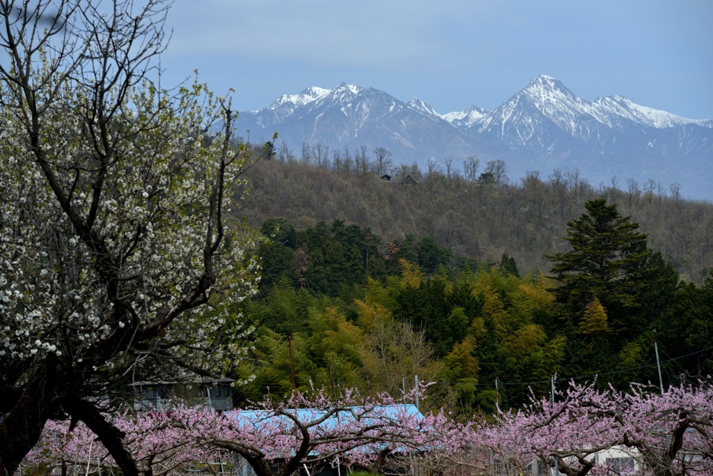 桃園と八ヶ岳