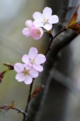 夕　桜