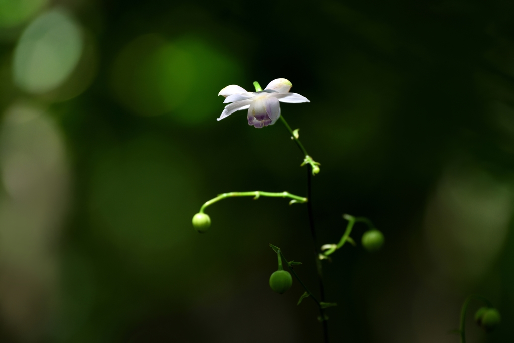 花　鈴Ⅶ