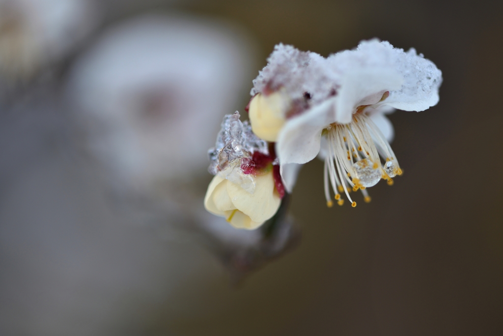 雪萼霜葩