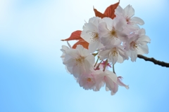 白  妙
