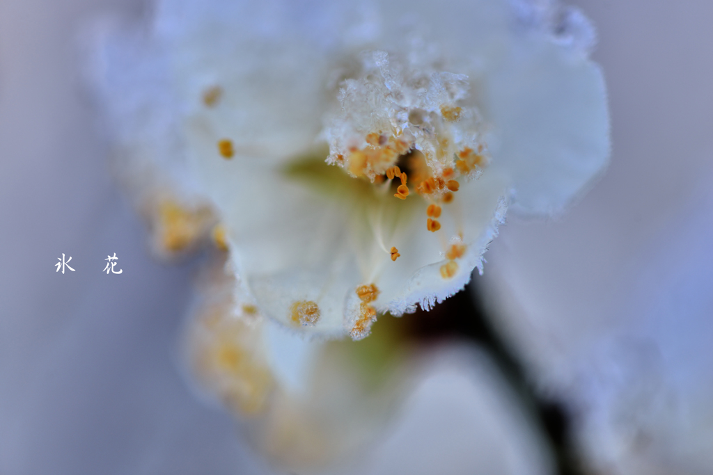 氷　花