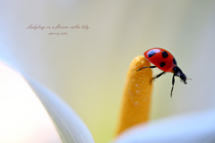 Ladybug on a flower calla lily