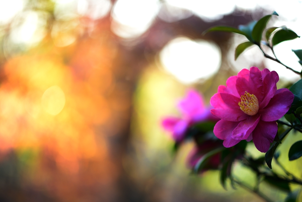 花やか