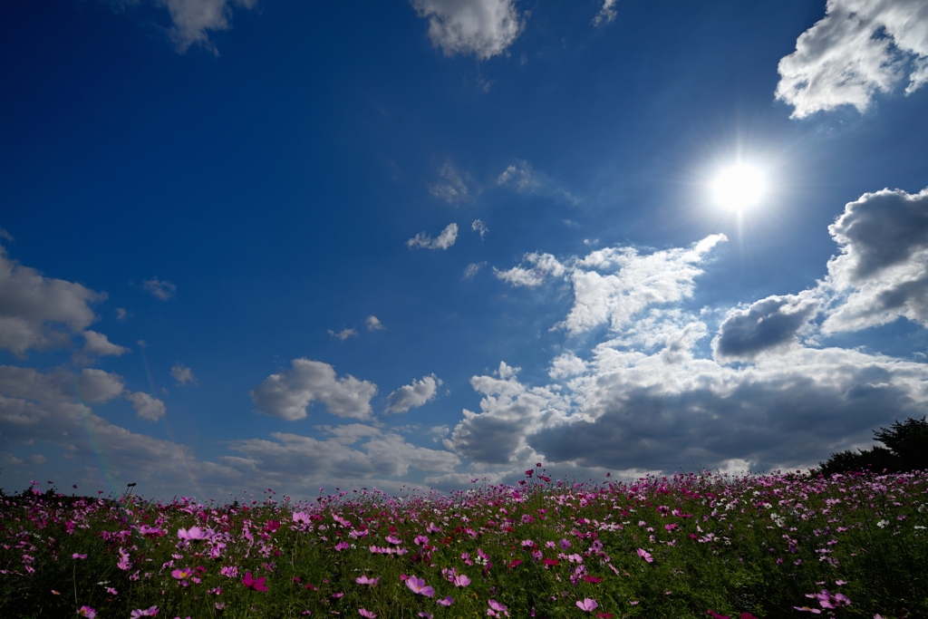 追慕の花の丘Ⅱ