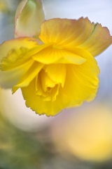 君は薔薇より美しいⅡ